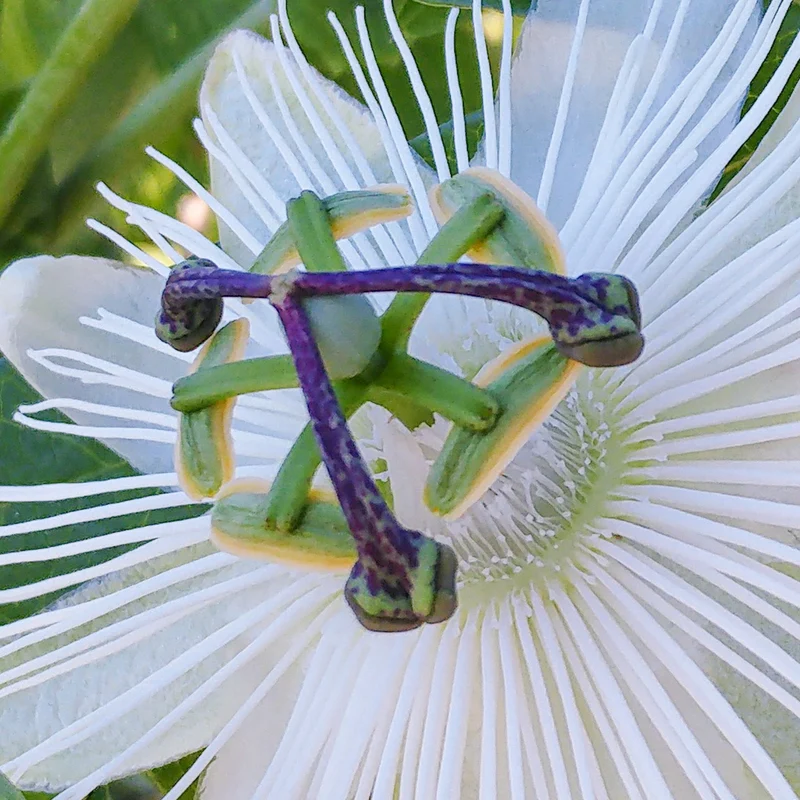 Passionsblume 'Avalanche'