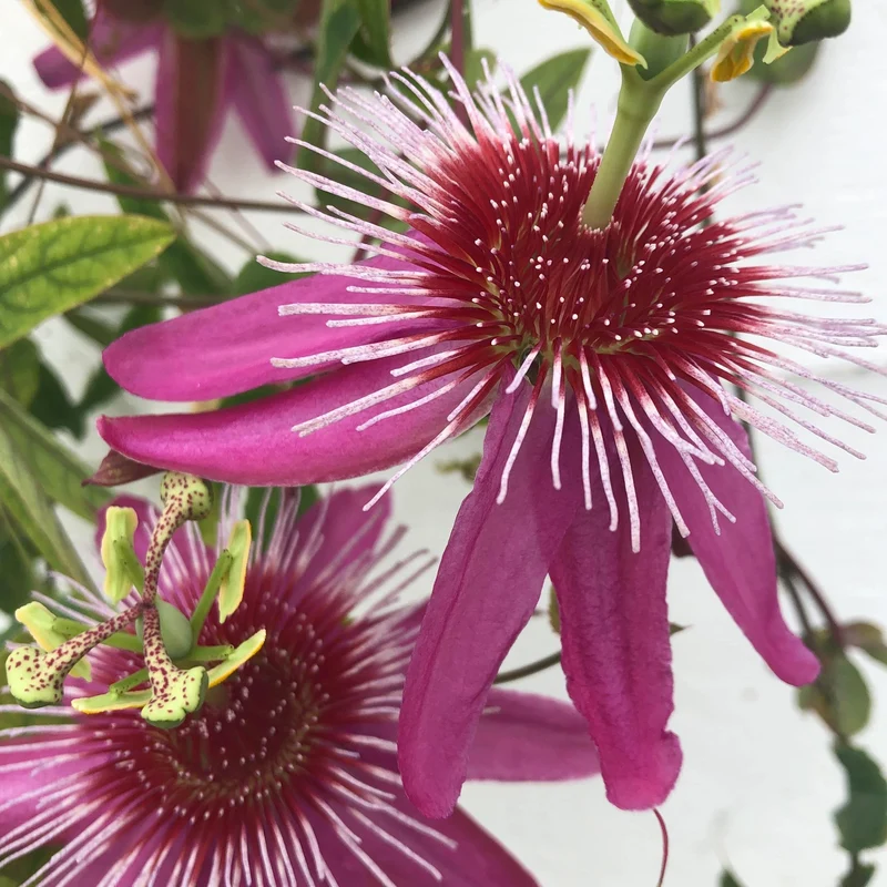 Passionsblume 'Anastasia'