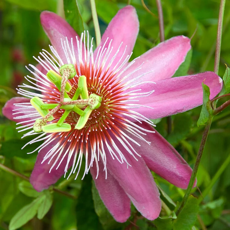 Passionsblume 'Anastasia'