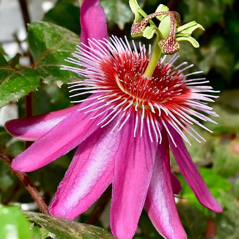 Passionsblume 'Anastasia'