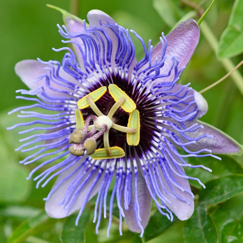 Passionsblume 'Amethyst'