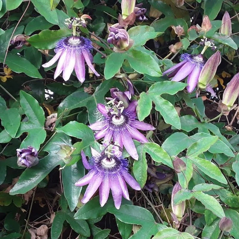 Passionsblume 'Amethyst'