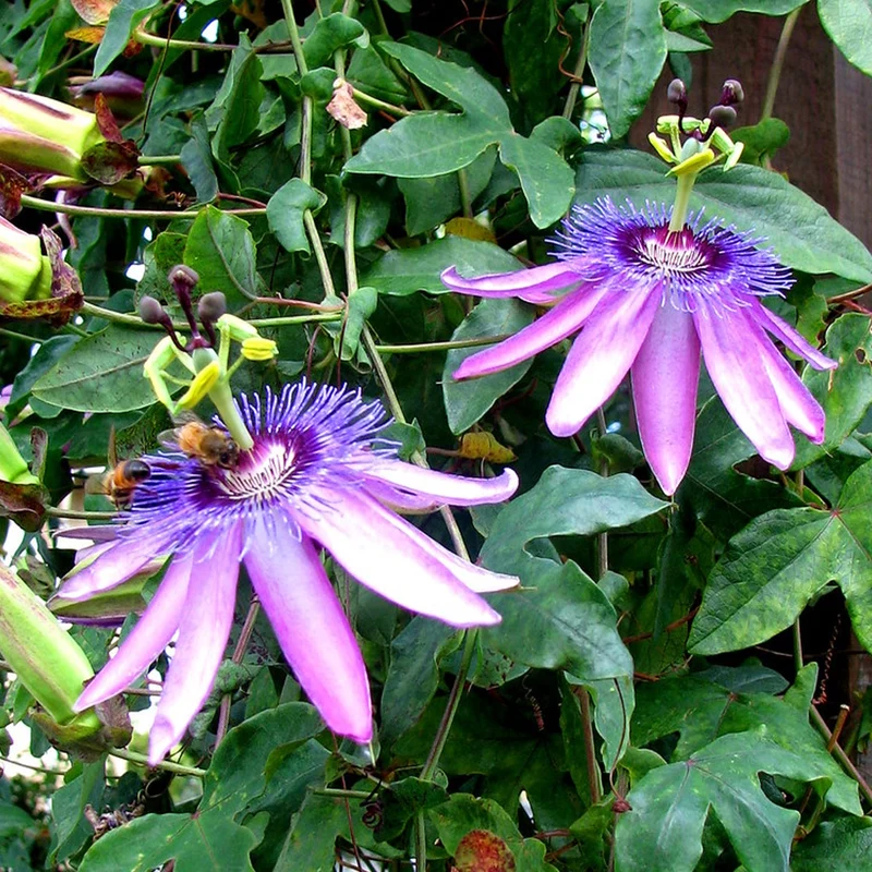 Passionsblume 'Amethyst'