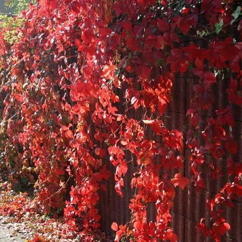 Wilder Wein 'Veitchii'