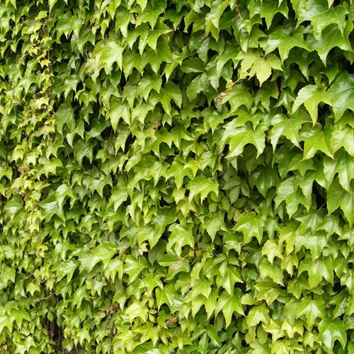 Wilder Wein 'Veitchii'