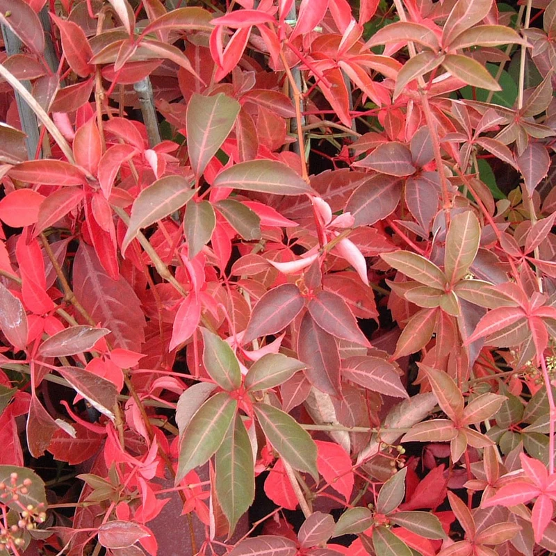 Wilder Wein 'Henryana'