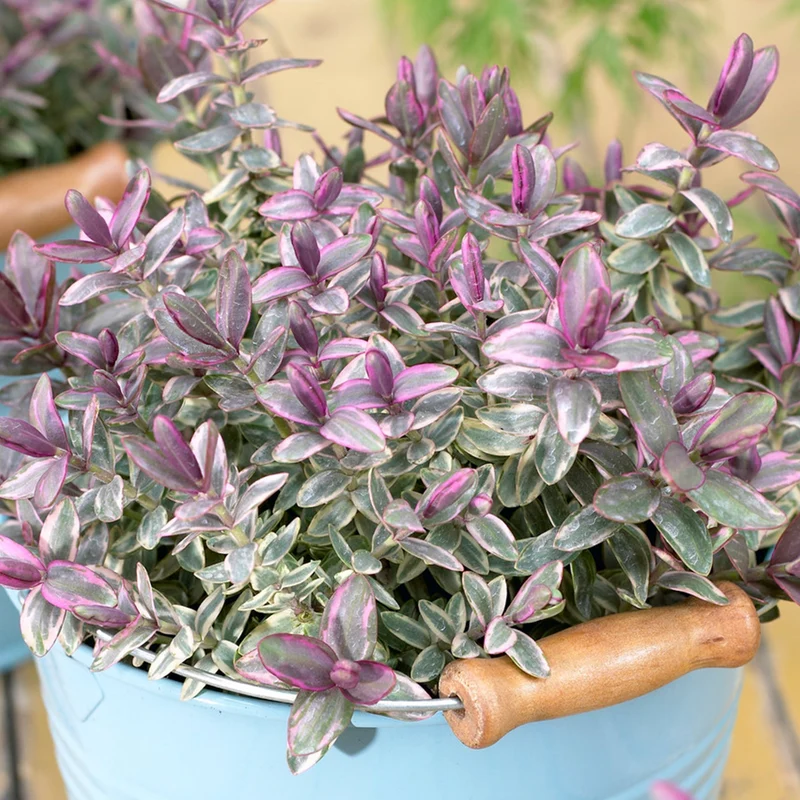 Strauchveronika 'Silver Dollar'