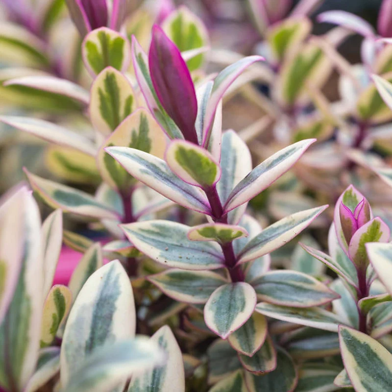 Strauchveronika 'Rhubarb and Custard'
