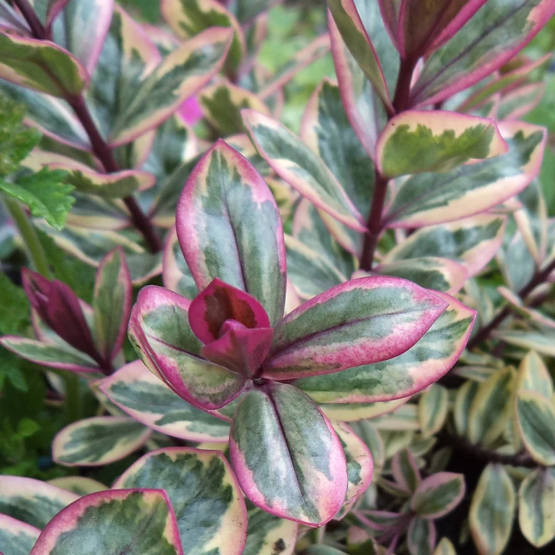 Strauchveronika 'Rhubarb and Custard'