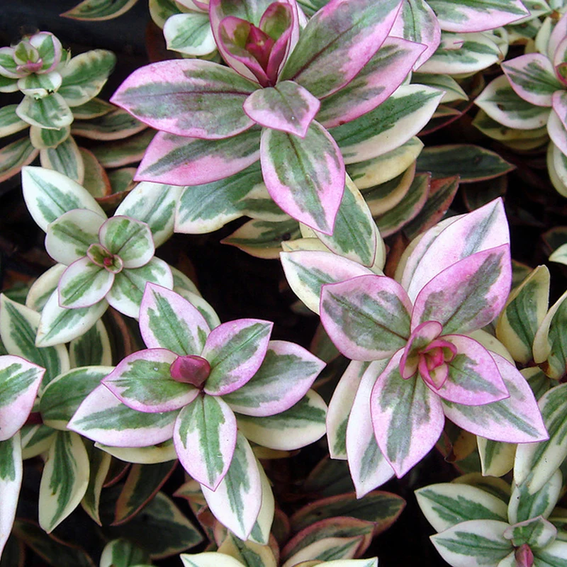 Strauchveronika 'Rhubarb and Custard'