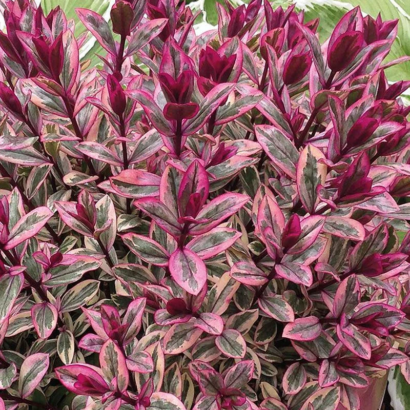 Strauchveronika 'Rhubarb and Custard'