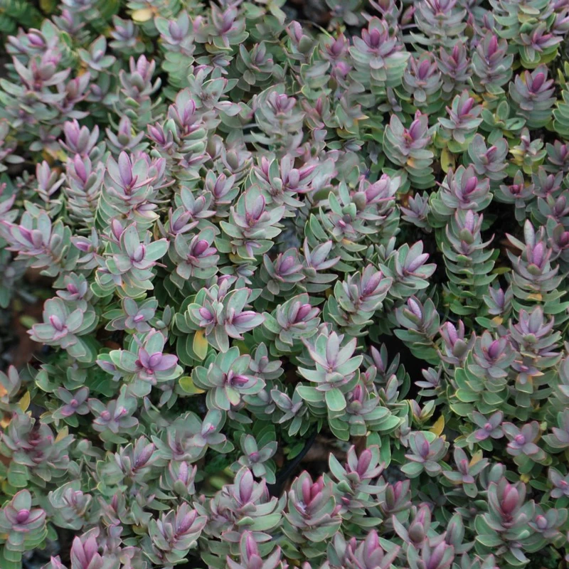 Strauchveronika 'Red Edge'