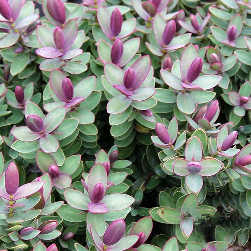 Strauchveronika 'Red Edge'