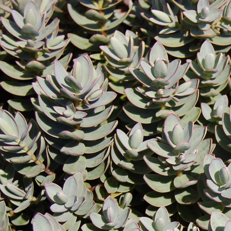 Strauchveronika 'Red Edge'