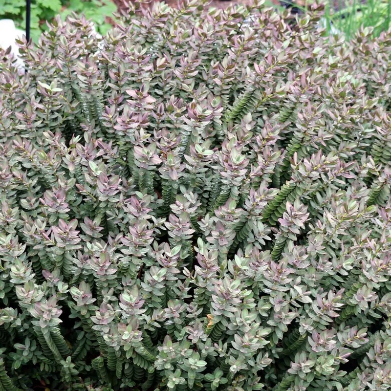 Strauchveronika 'Red Edge'