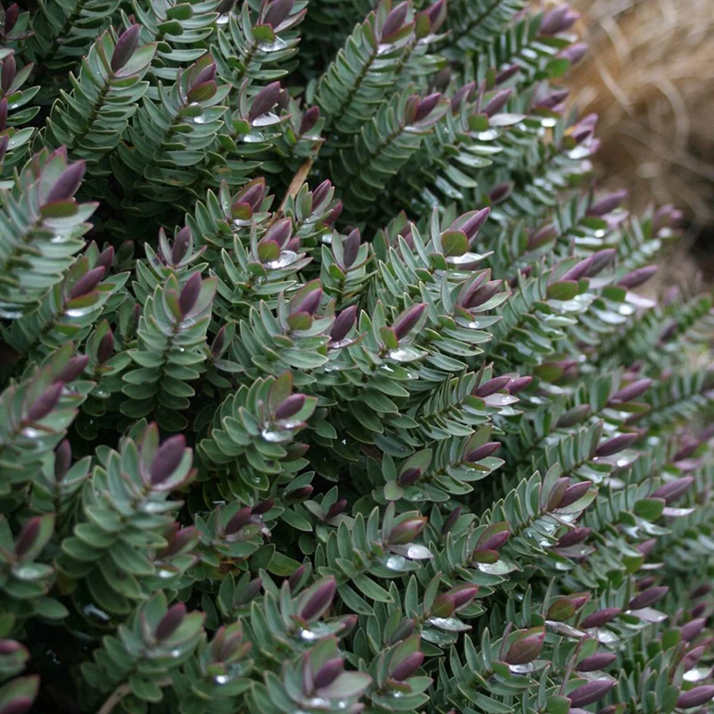 Strauchveronika 'Red Edge'