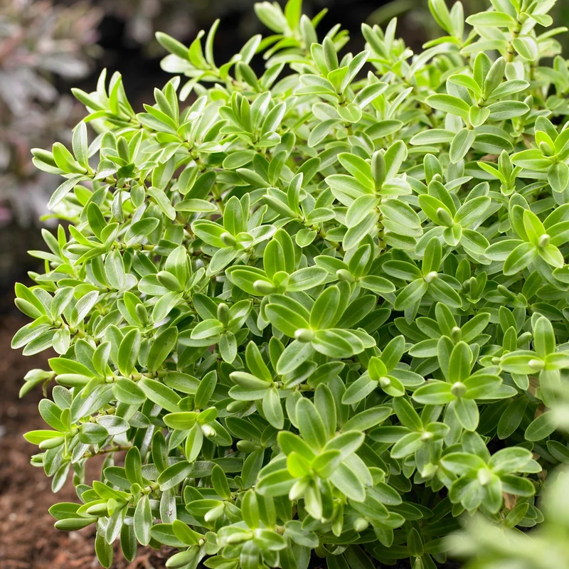 Strauchveronika rakaiensis