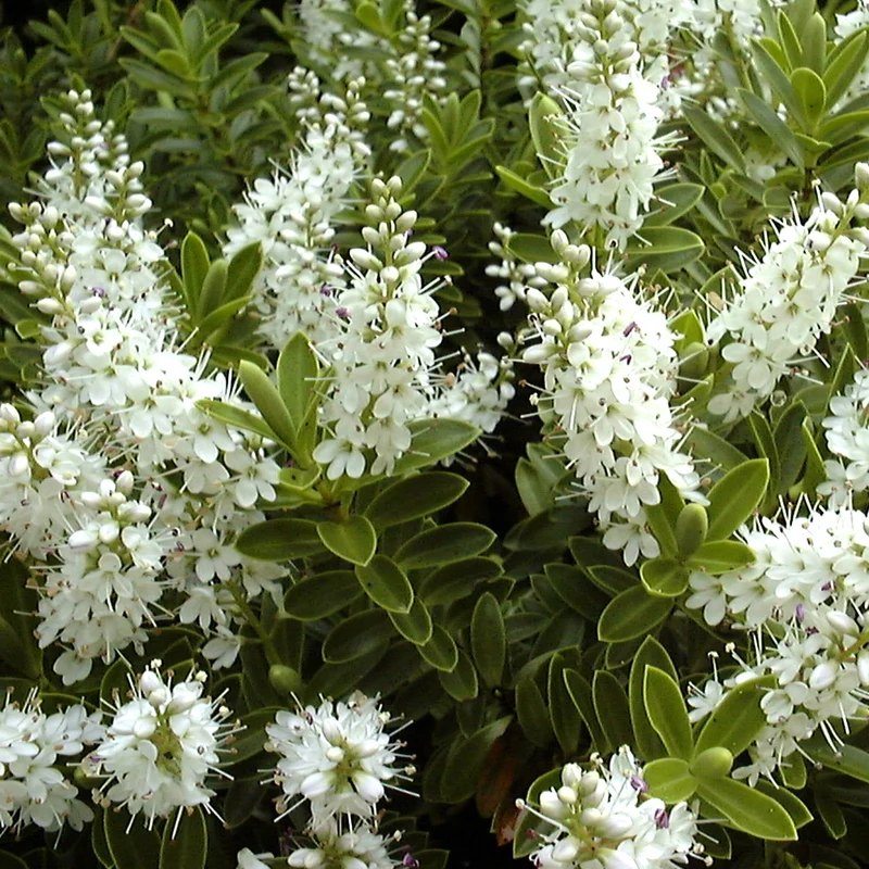 Strauchveronika rakaiensis