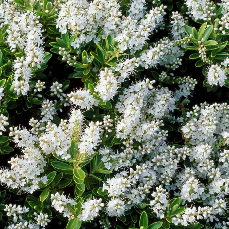 Strauchveronika rakaiensis