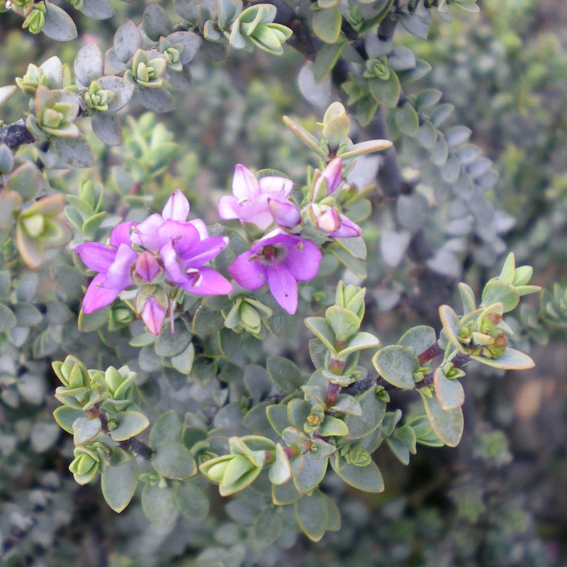 Strauchveronika 'Quicksilver'