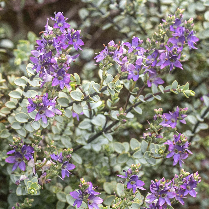 Strauchveronika 'Quicksilver'