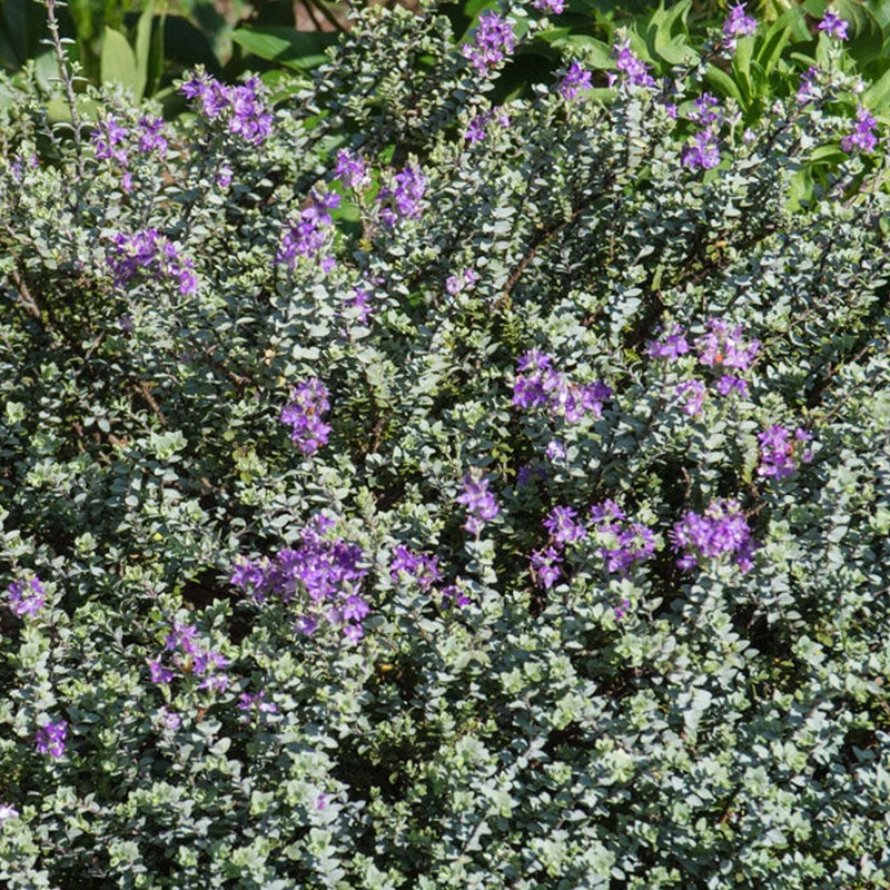 Strauchveronika 'Quicksilver'