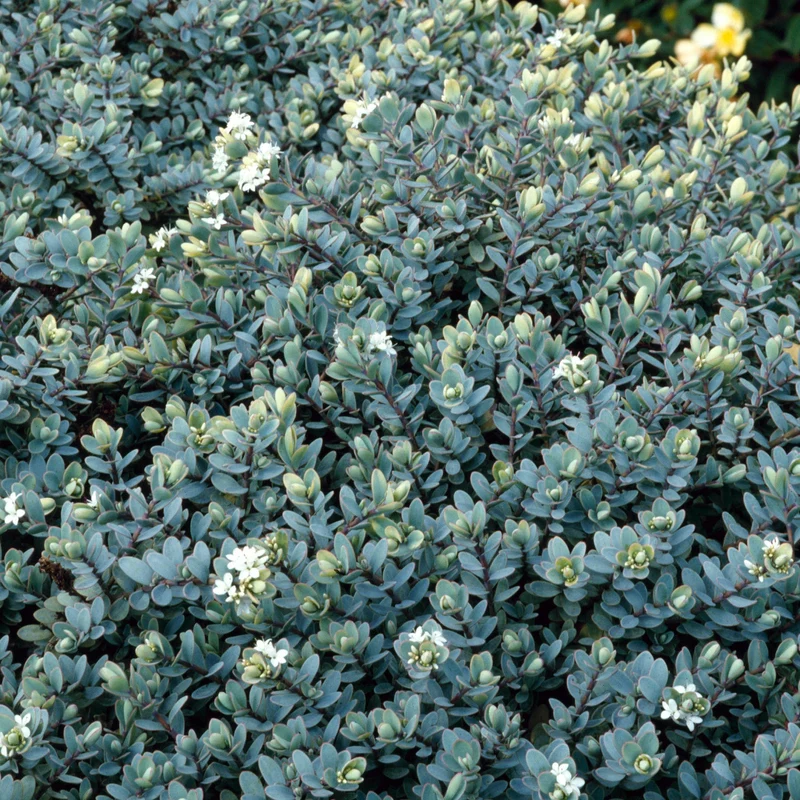 Strauchveronika 'Pagei'