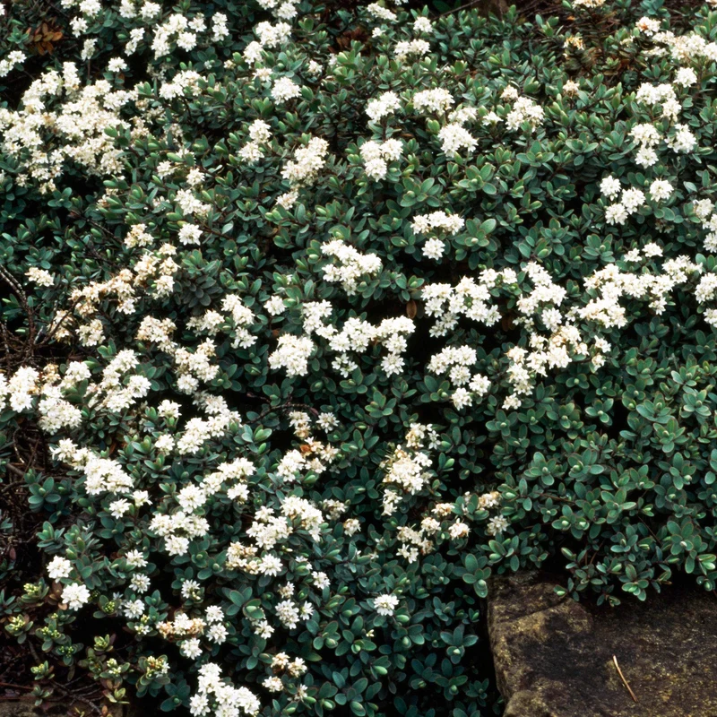 Strauchveronika 'Pagei'