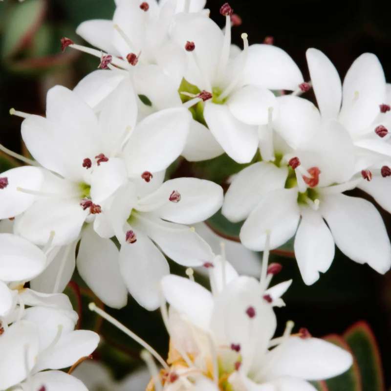 Strauchveronika 'Pagei'