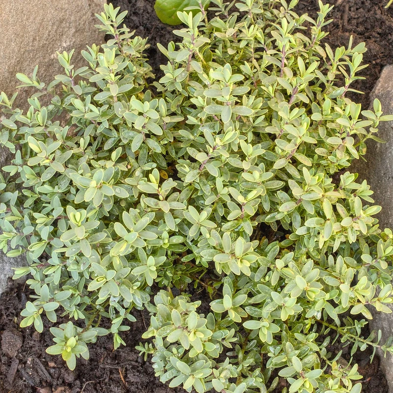Strauchveronika 'Pagei'