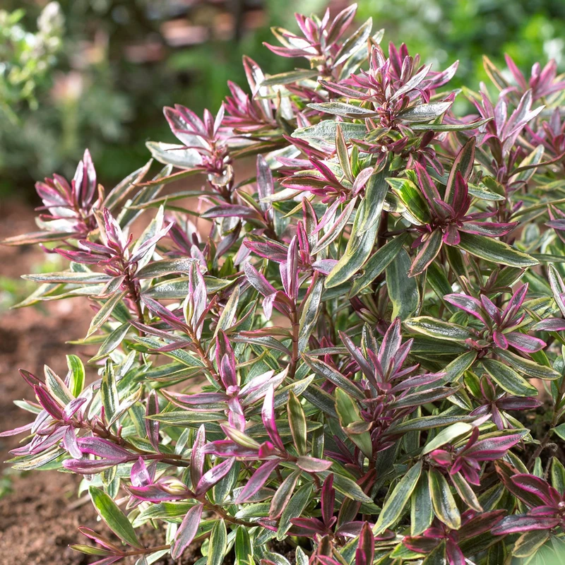 Strauchveronika 'Purple Shamrock'