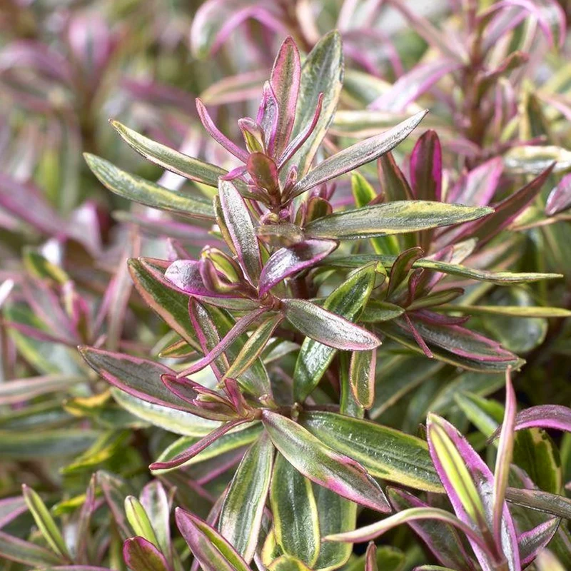 Strauchveronika 'Purple Shamrock'
