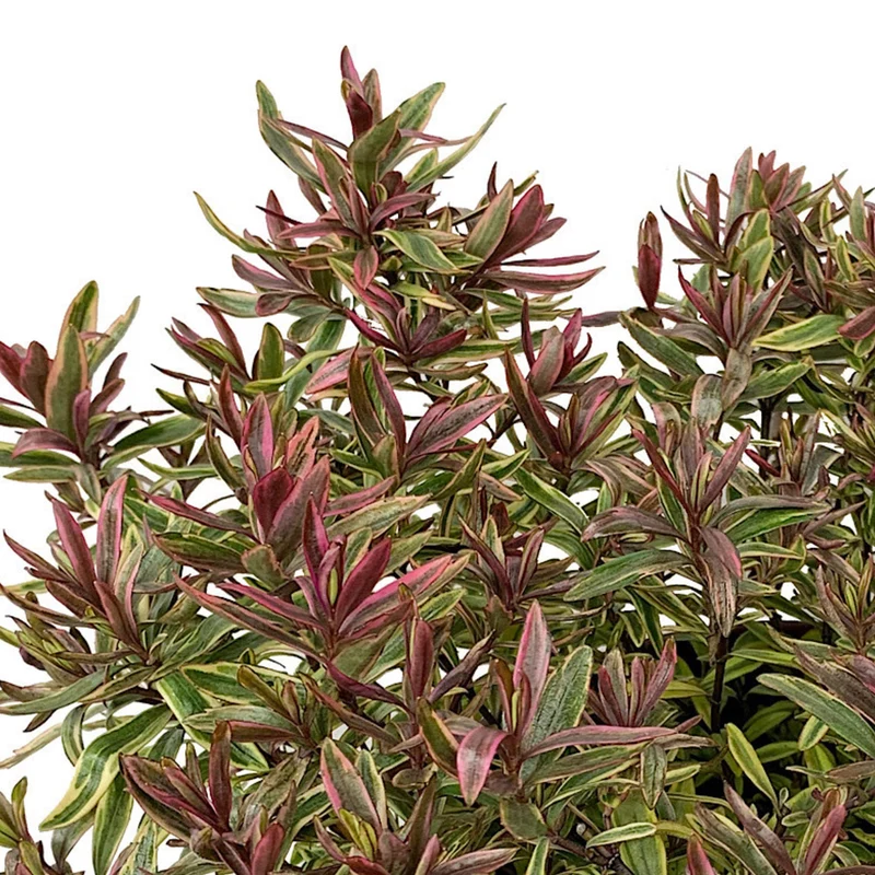 Strauchveronika 'Purple Shamrock'