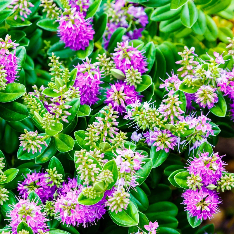 Strauchveronika 'New Zealand'