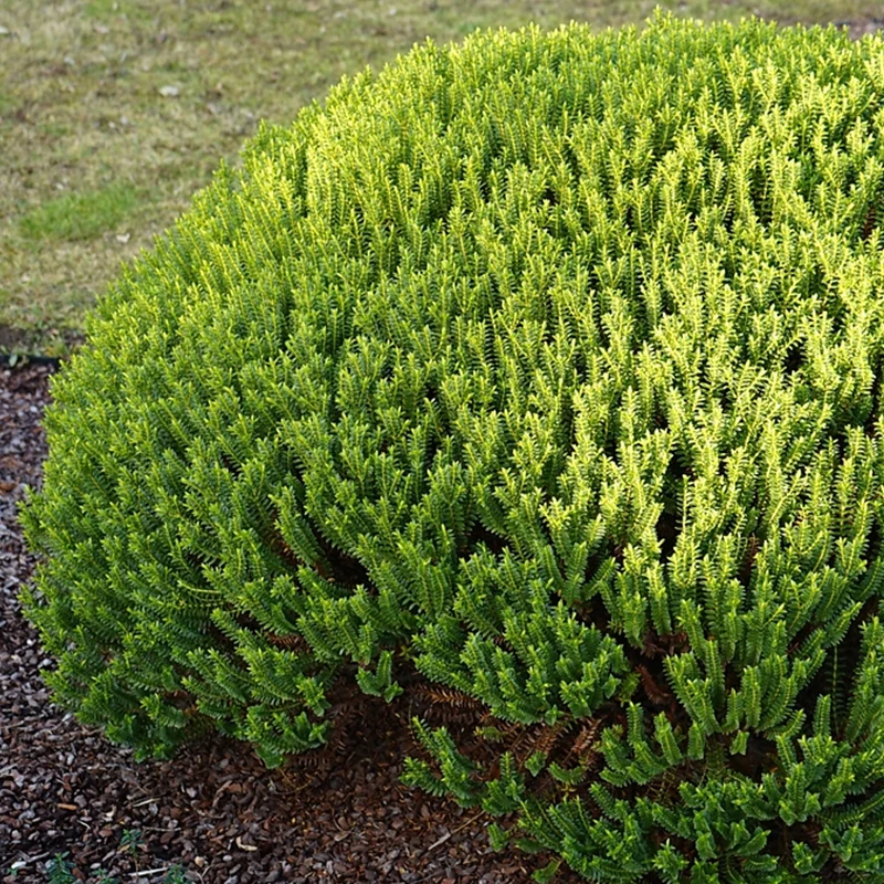 Strauchveronika 'New Zealand'