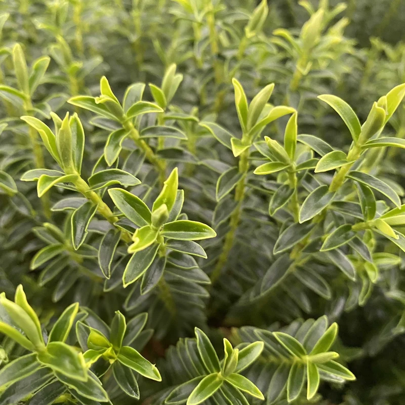 Strauchveronika 'New Zealand'
