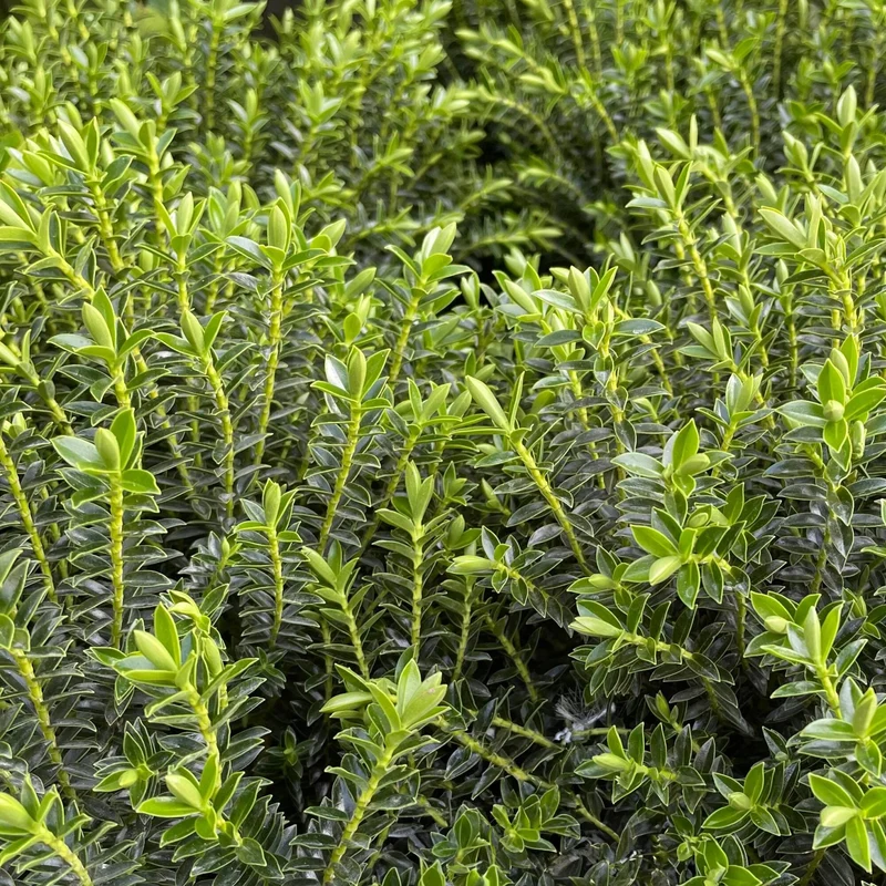 Strauchveronika 'New Zealand'