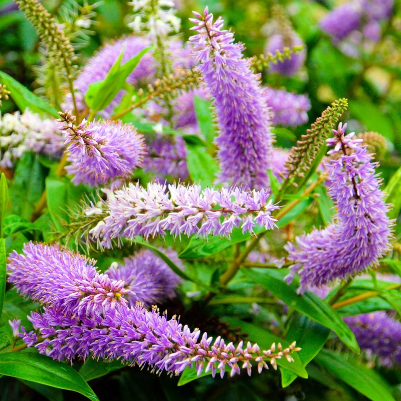 Strauchveronika 'Midsummer Beauty'