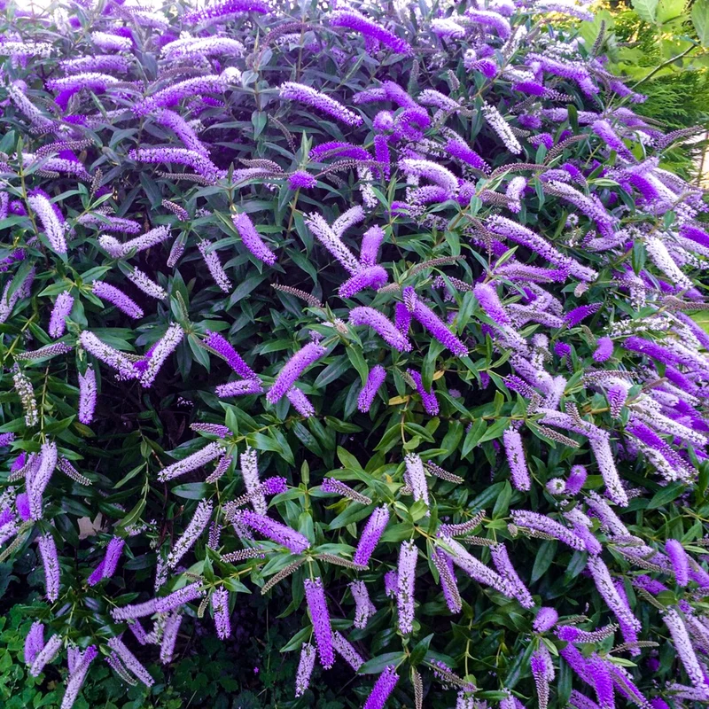 Strauchveronika 'Midsummer Beauty'