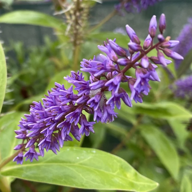 Strauchveronika 'Midsummer Beauty'