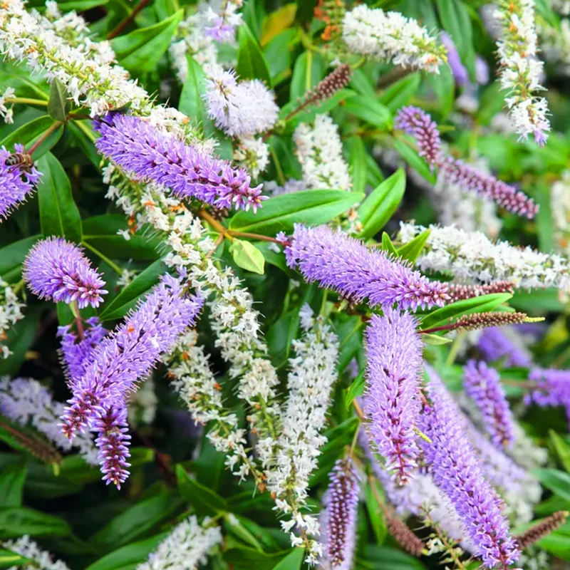 Strauchveronika 'Midsummer Beauty'