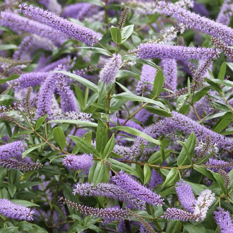 Strauchveronika 'Midsummer Beauty'