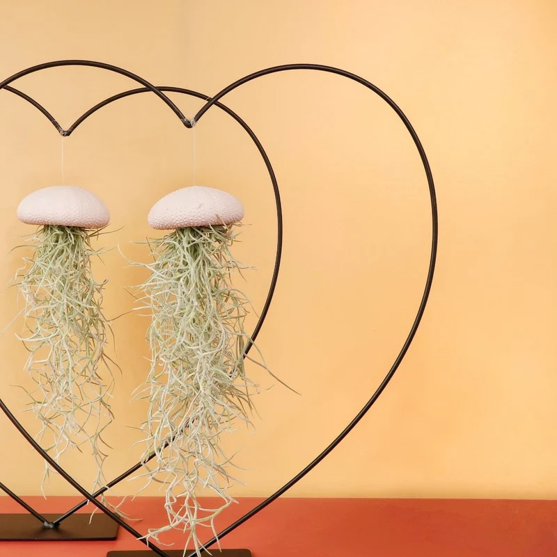 TILLANDSIA USNEOIDES - PEACH