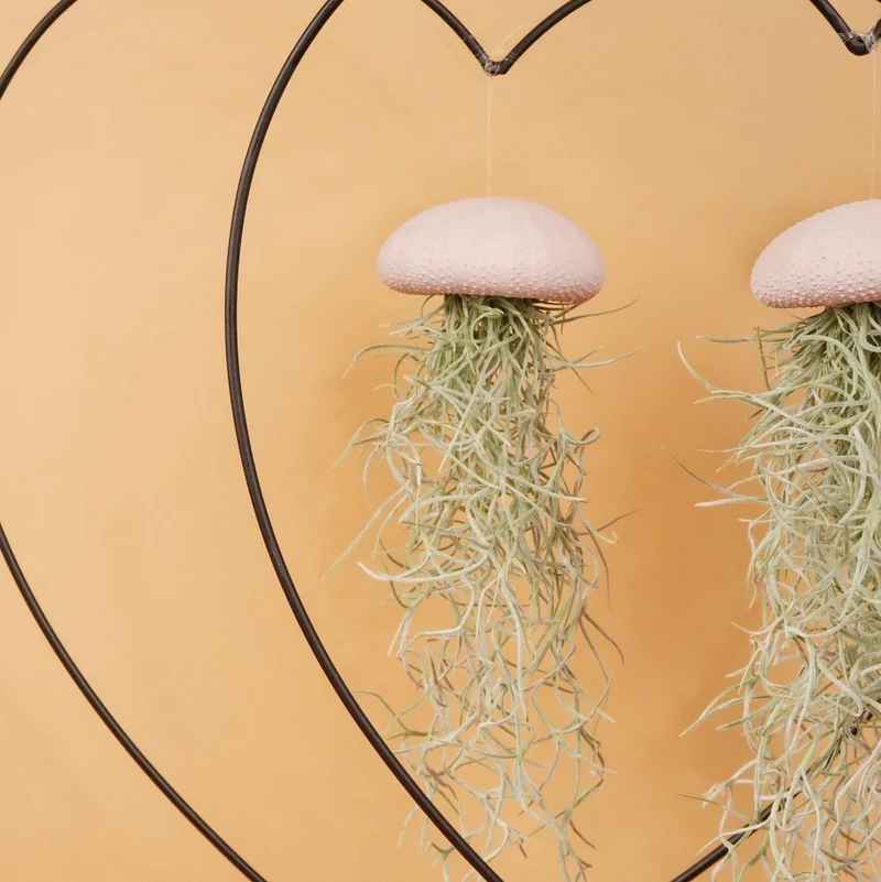 TILLANDSIA USNEOIDES - PEACH