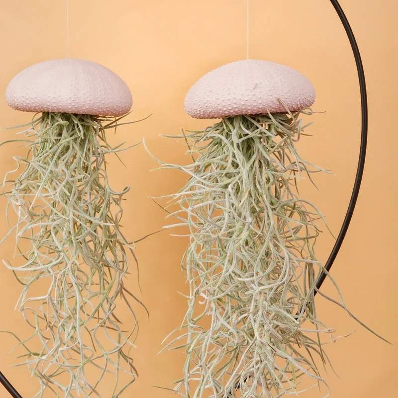 TILLANDSIA USNEOIDES - PEACH