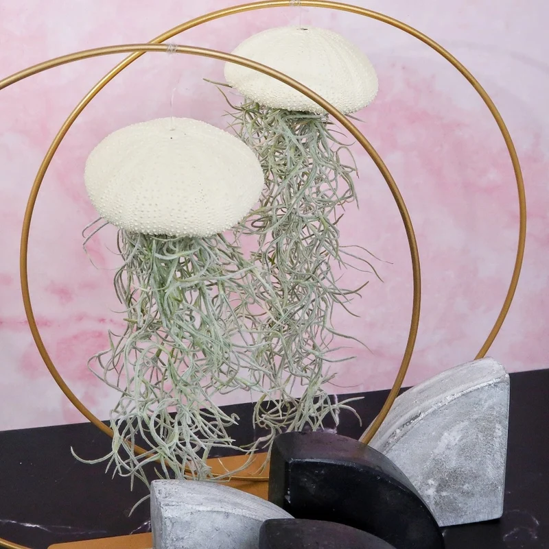 TILLANDSIA USNEOIDES - YELLOW