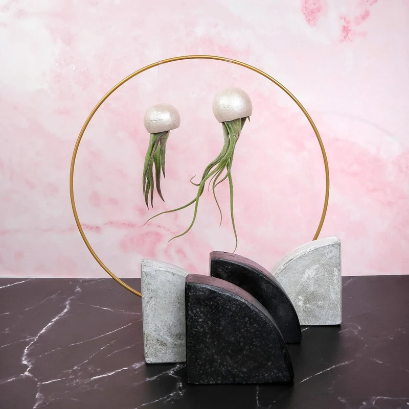 TILLANDSIA MEDUSAE BELLCUP - PEARL