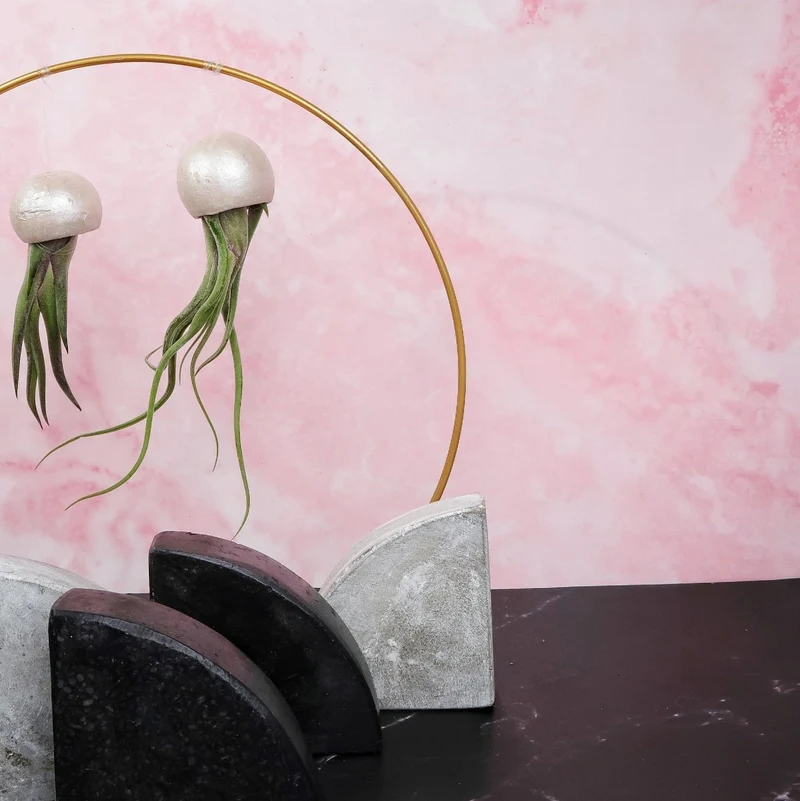 TILLANDSIA MEDUSAE BELLCUP - PEARL