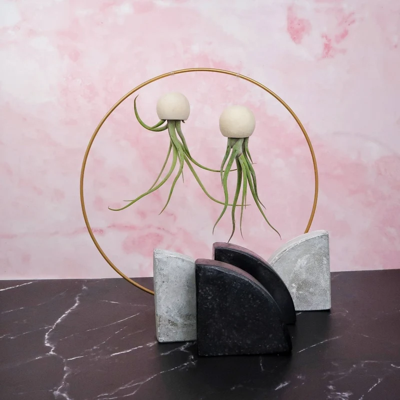 TILLANDSIA MEDUSAE BELLCUP - NATUR