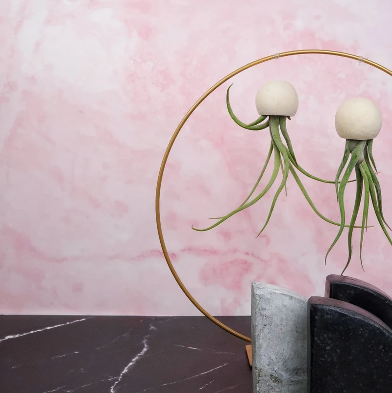 TILLANDSIA MEDUSAE BELLCUP - NATUR